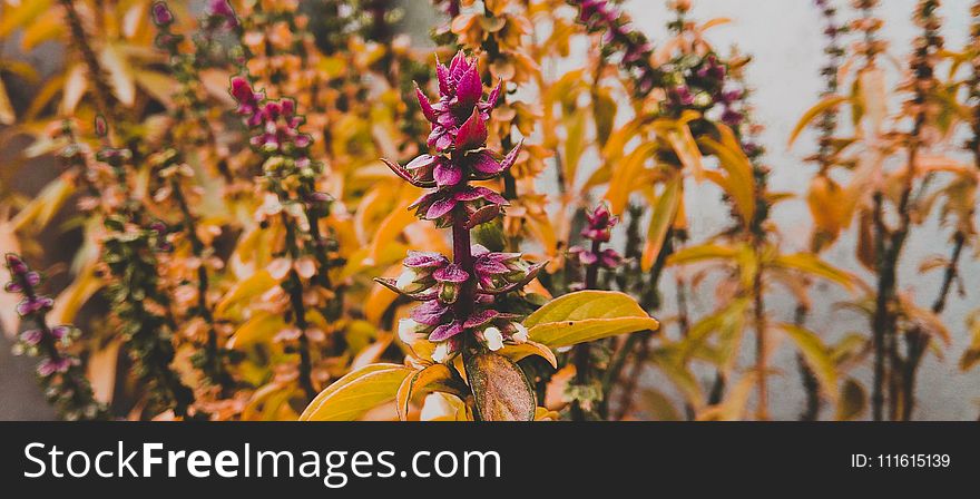 Purple Petaled Flowers With Yellow Leaves