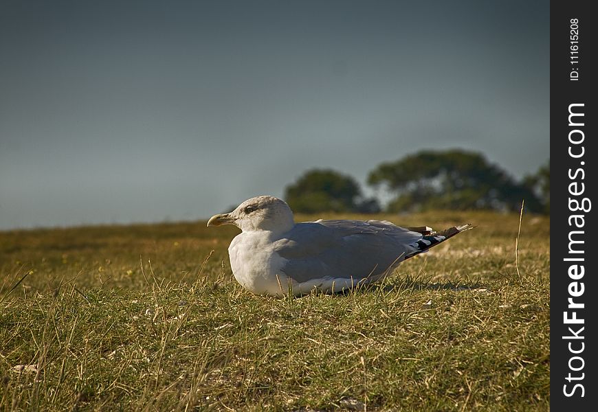 Bird Sitting on Grassy Ground