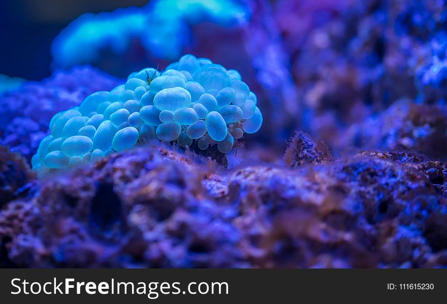 Macro Photography of Bubble Coral