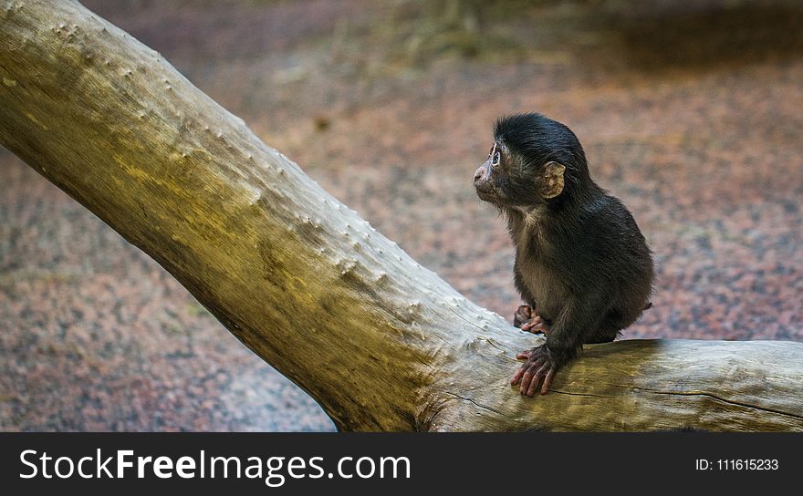 Monkey on Brown Tree Branch