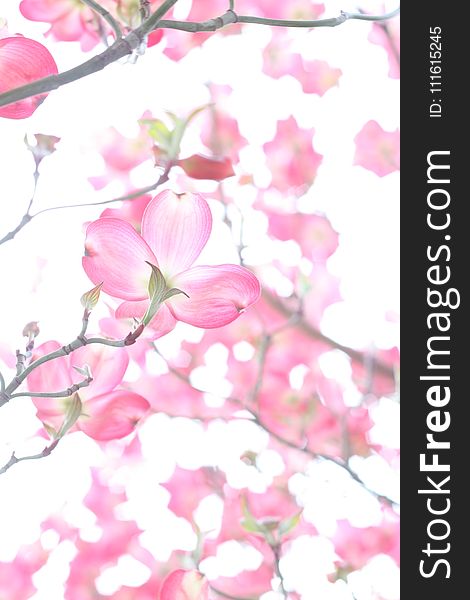 Closeup Photo of Cherry Blossoms