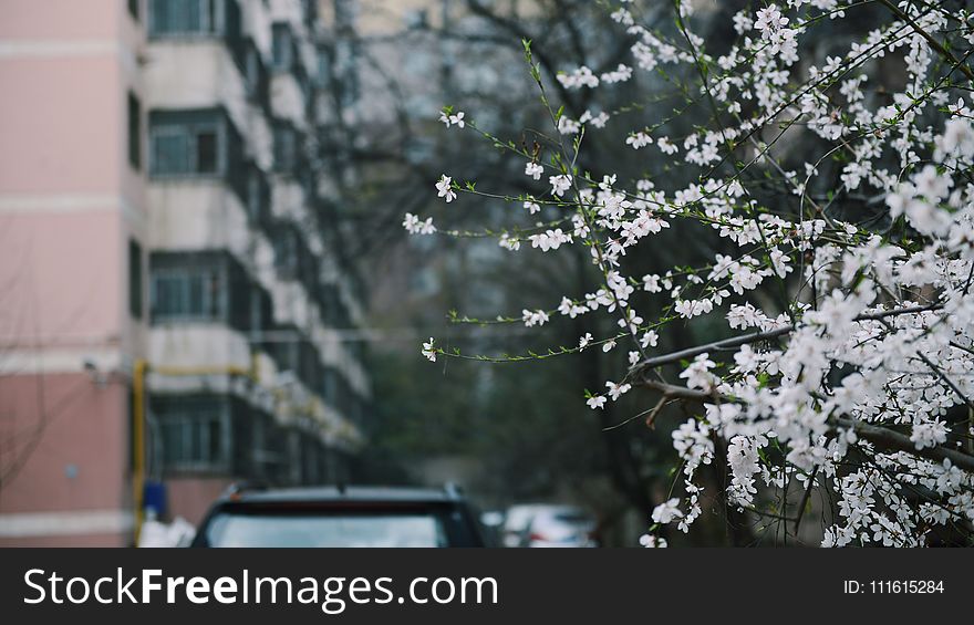 Depth Of Photo Of White Petaled Flowers