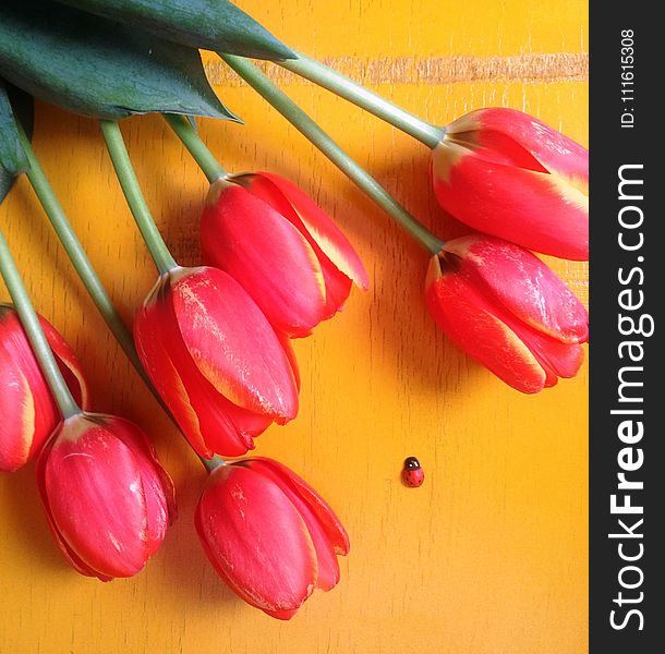 Red Tulip Flowers on Brown Surface