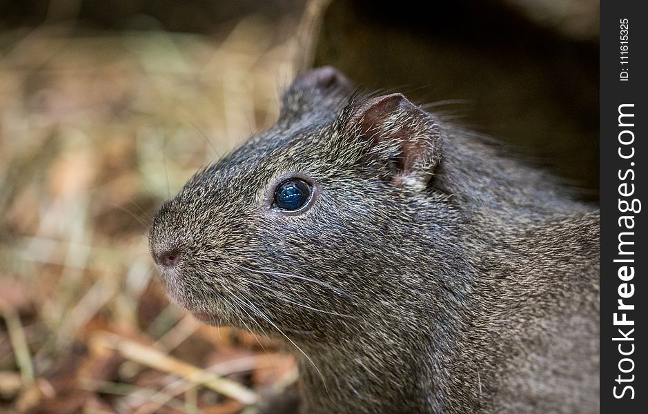 Close-up Photography of Gray Rodent at Daytime