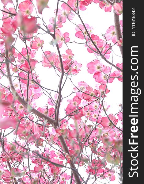 Cherry Blossom Tree