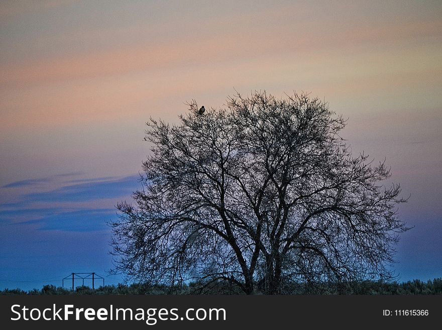 Bare Tree during Sunset