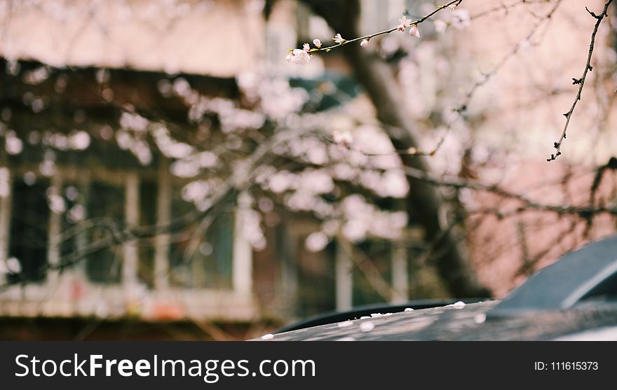 Shallow Focus of Pink Flowers