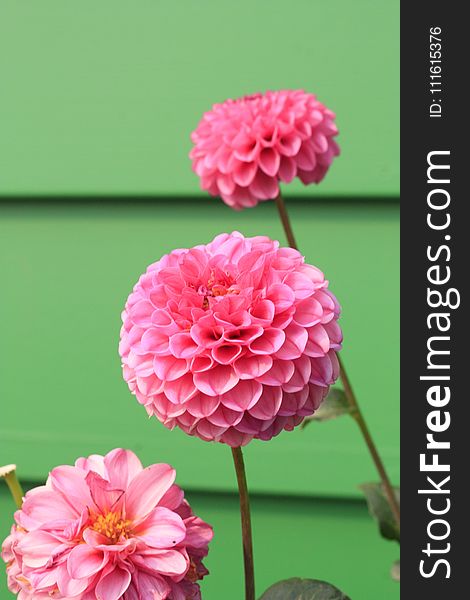 Macro Photography Pink Petal Flowers