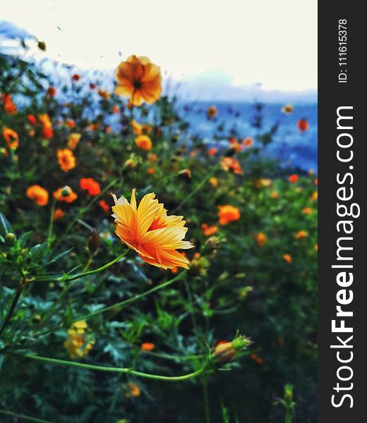 Selective Focus Photography Of Orange Petaled Flowers