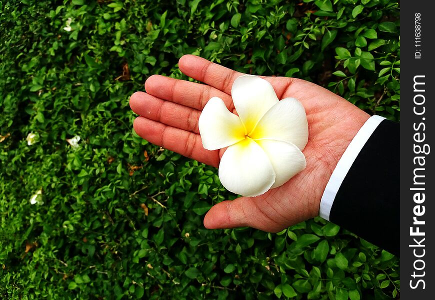 Plumeria Flower Or Petal On The Hand With Green Leaves Background And Copy Space