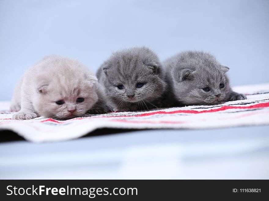 British Shorthair kittens on a handmade rug, cute face looking up. British Shorthair kittens on a handmade rug, cute face looking up