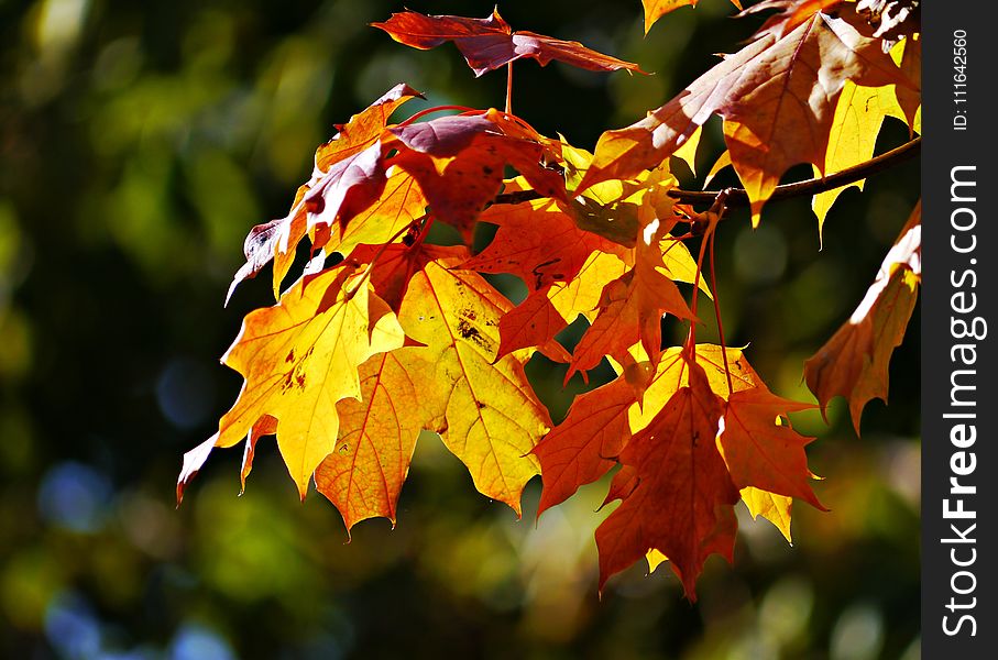 Leaf, Autumn, Maple Leaf, Deciduous