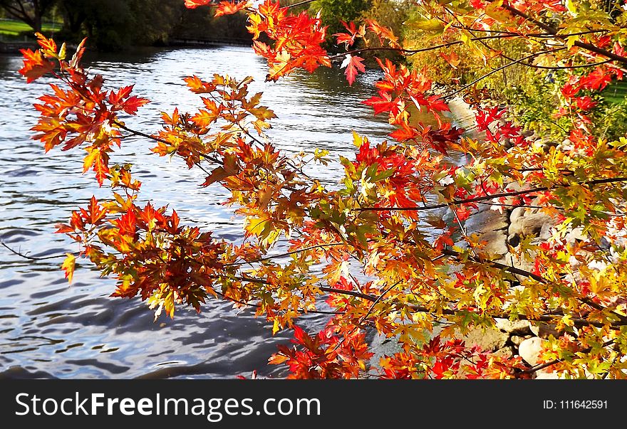 Autumn, Leaf, Tree, Water