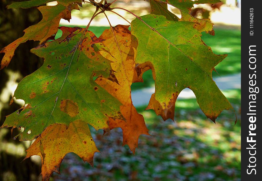 Leaf, Autumn, Maple Leaf, Deciduous