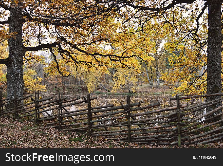 Nature, Tree, Autumn, Woodland