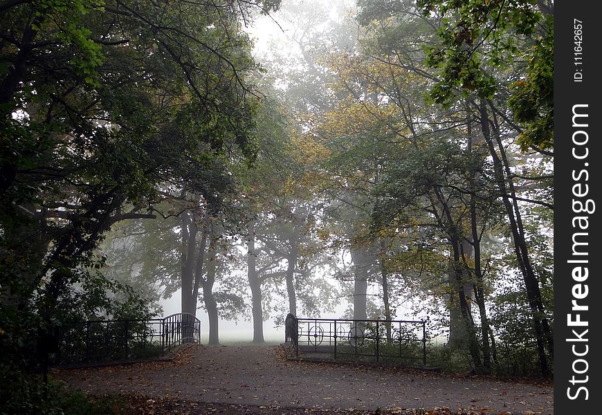 Tree, Nature, Woodland, Leaf