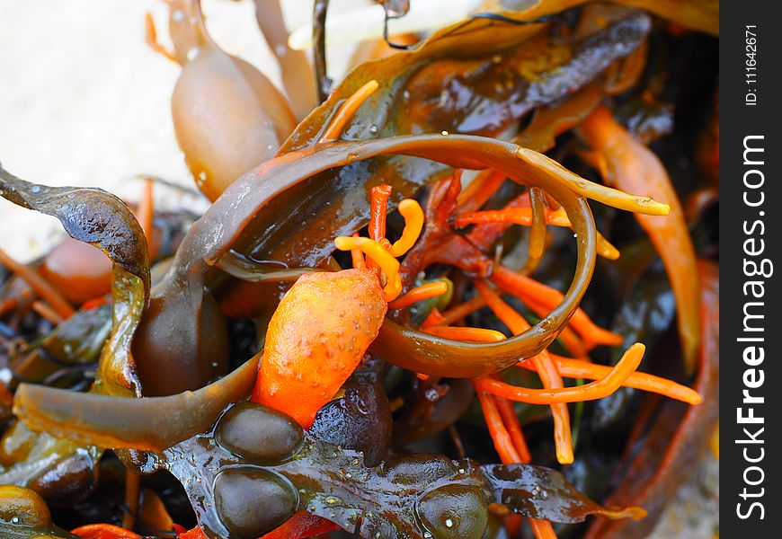 Mussel, Seafood, Animal Source Foods, Seaweed