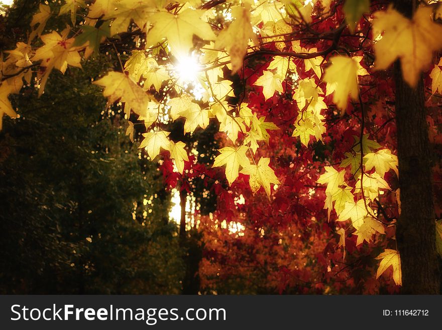Nature, Leaf, Autumn, Yellow