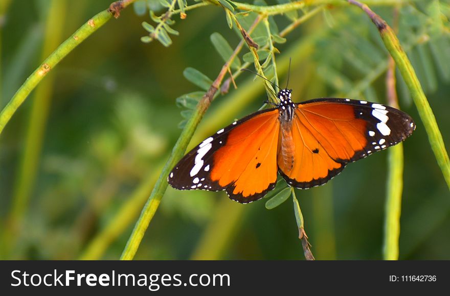 Butterfly, Insect, Moths And Butterflies, Brush Footed Butterfly