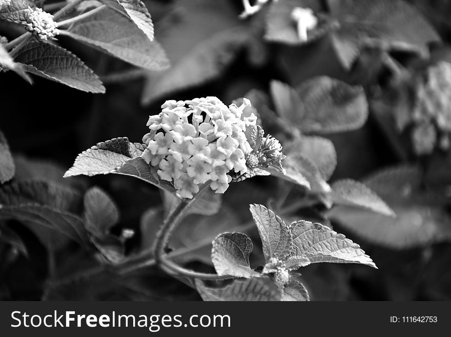 Black And White, Black, Flora, Monochrome Photography