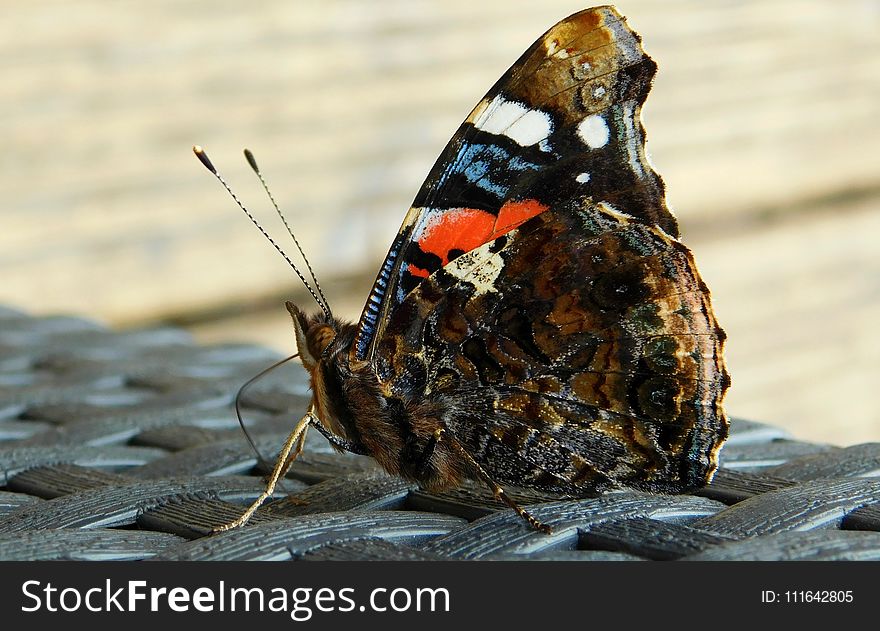 Moths And Butterflies, Butterfly, Insect, Invertebrate