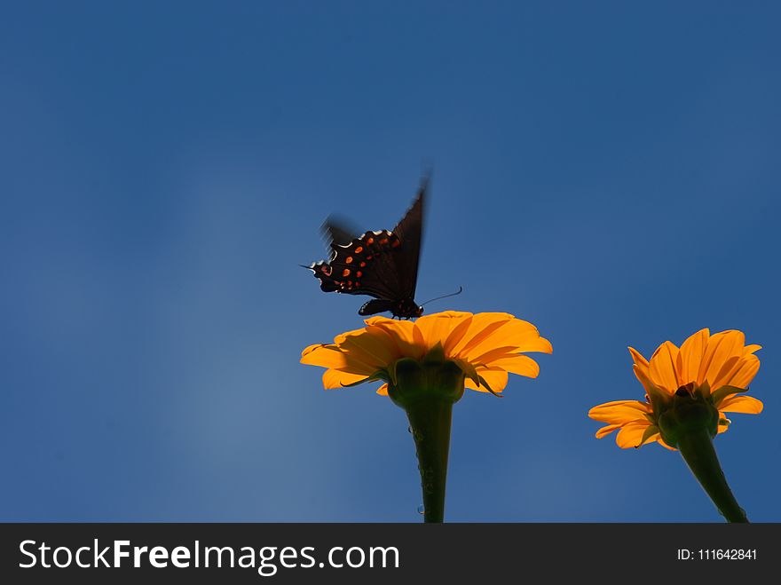 Flower, Sky, Yellow, Insect