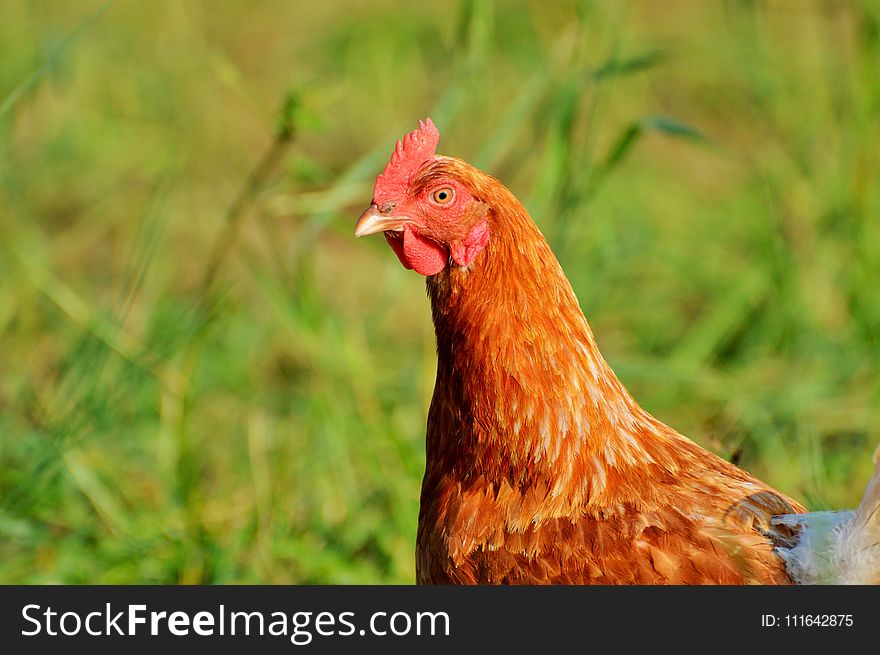 Chicken, Galliformes, Beak, Bird