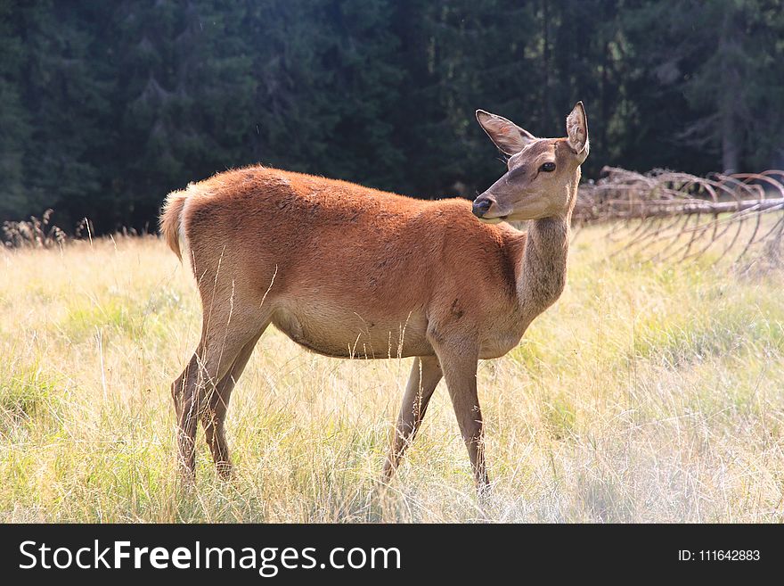 Wildlife, Deer, Fauna, Terrestrial Animal