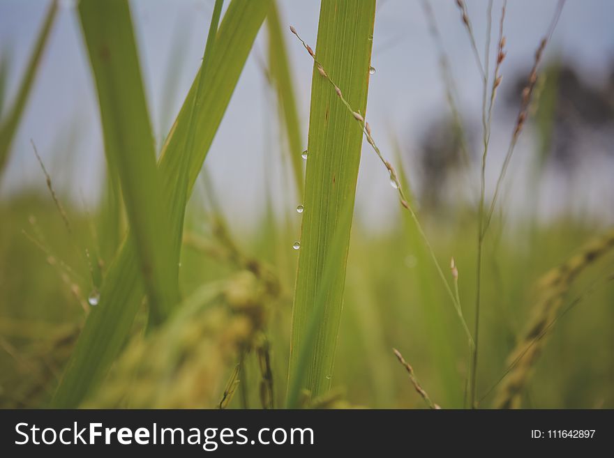 Water, Vegetation, Grass, Grass Family