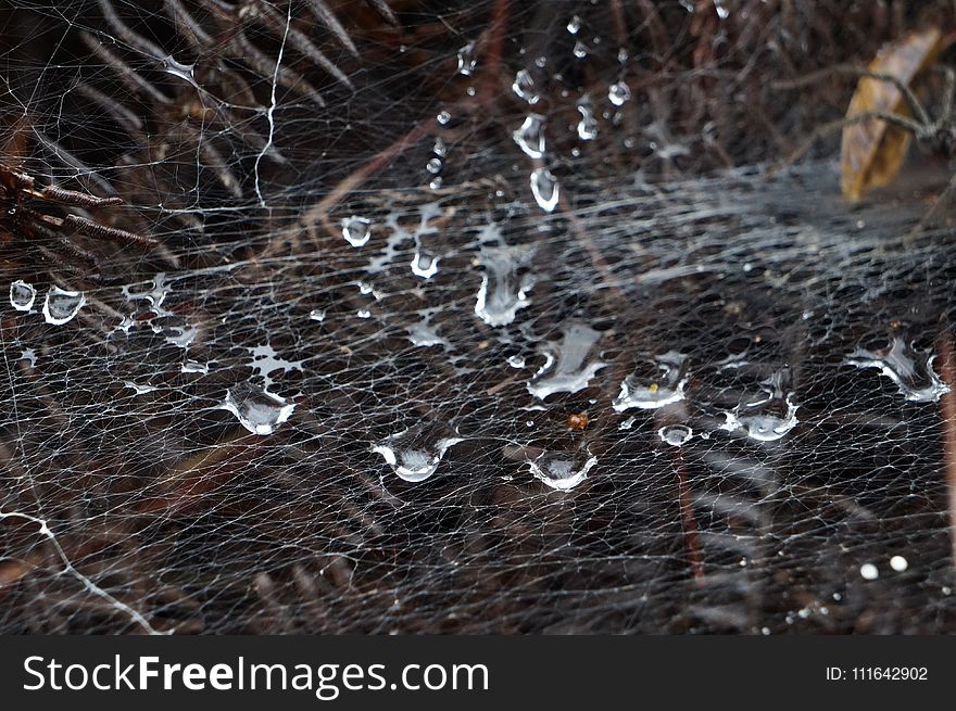 Water, Spider Web, Freezing, Reflection