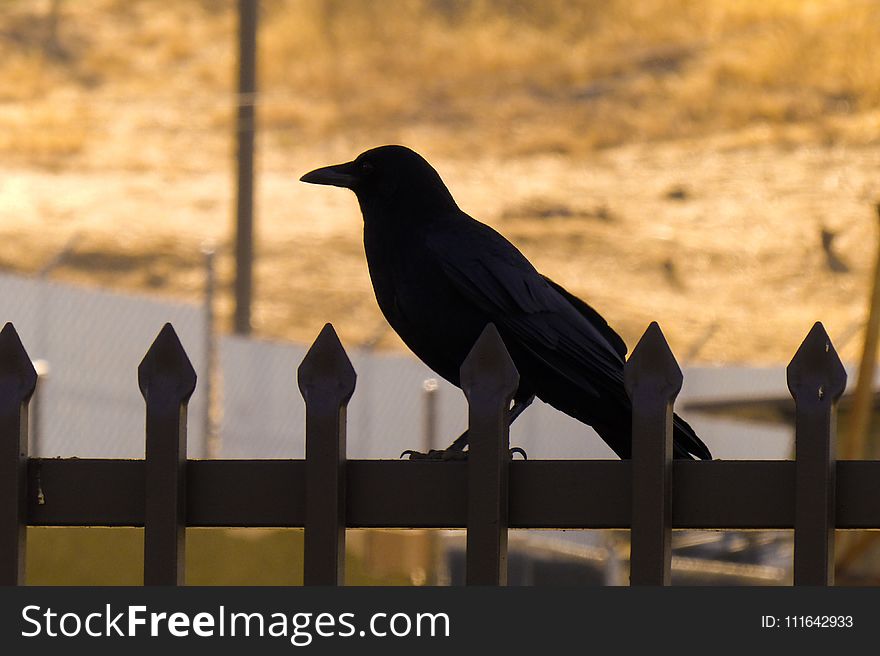 Bird, Crow Like Bird, Crow, Beak