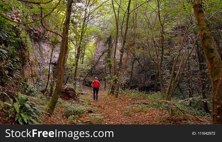 Woodland, Path, Ecosystem, Forest