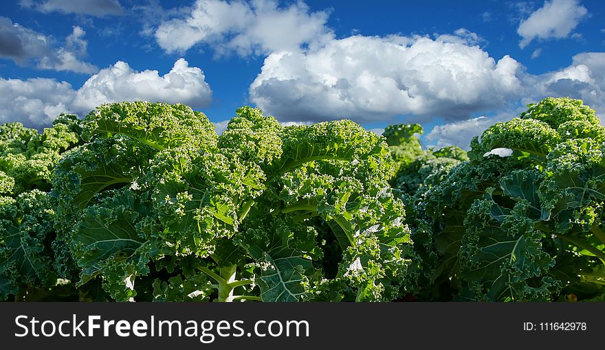 Vegetation, Agriculture, Sky, Leaf Vegetable