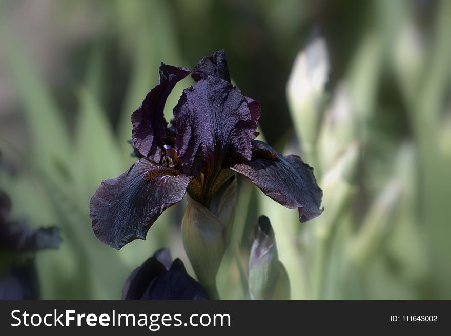 Flower, Plant, Purple, Flowering Plant