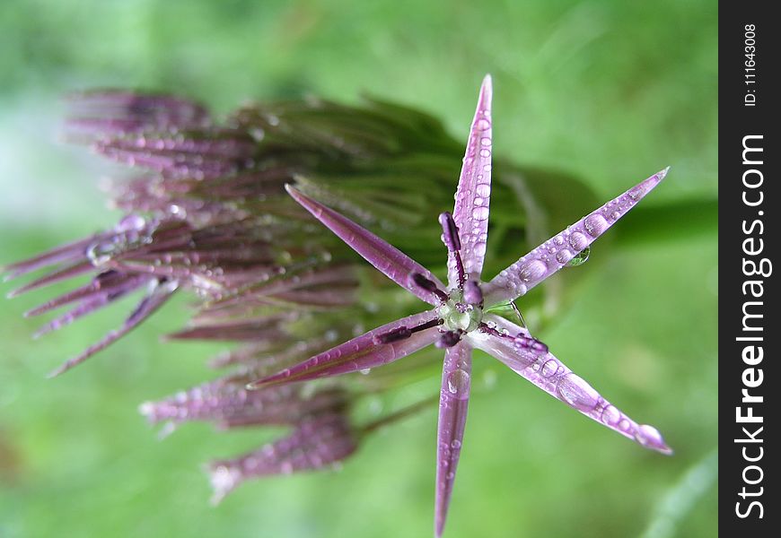 Flora, Plant, Purple, Flower