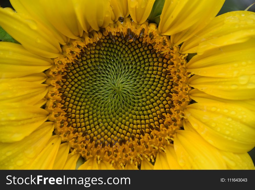 Flower, Sunflower, Yellow, Sunflower Seed