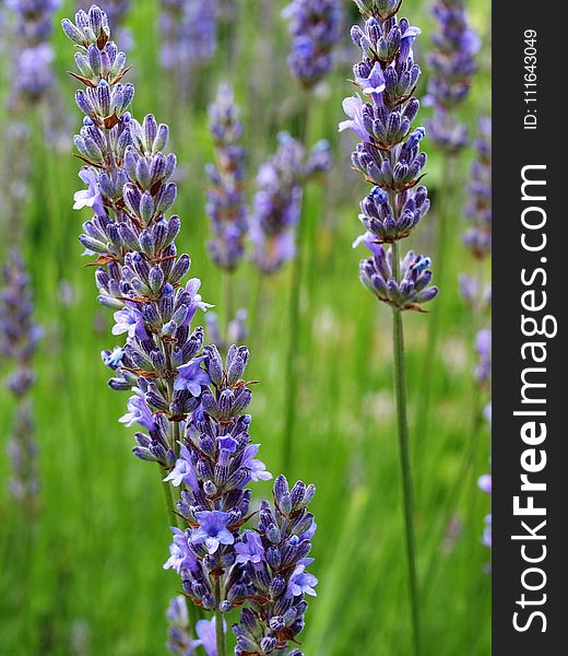 English Lavender, Plant, Lavender, Hyssopus