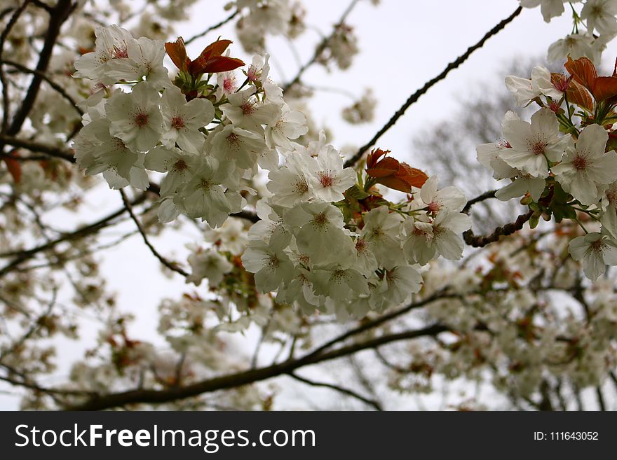 Blossom, Flower, Spring, Flora