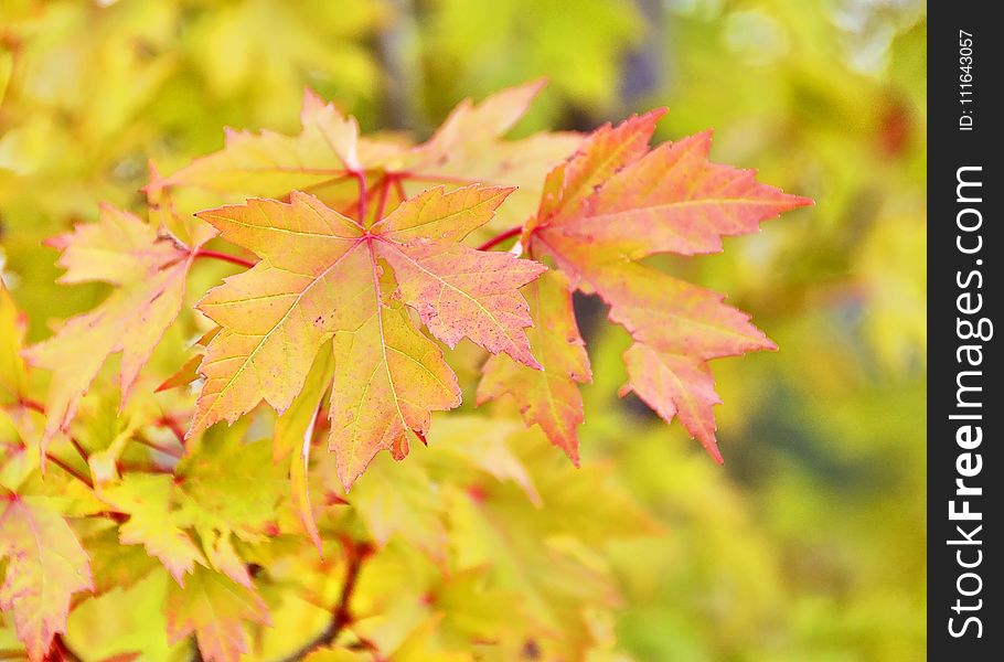 Leaf, Maple Leaf, Autumn, Maple Tree