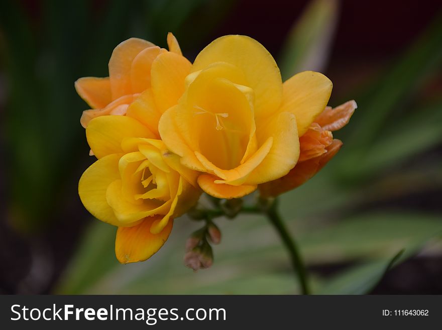 Flower, Yellow, Rose Family, Petal