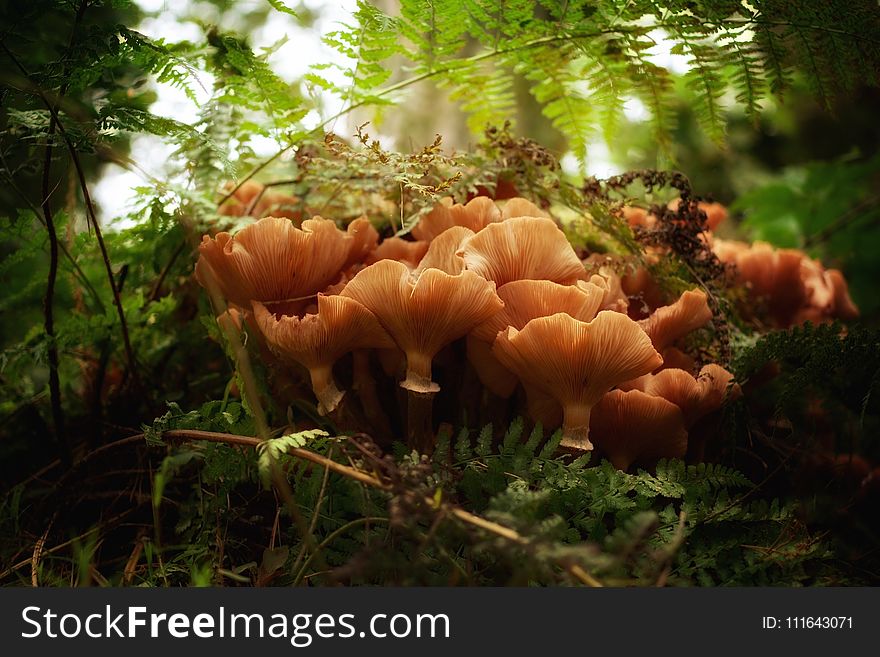 Fungus, Ecosystem, Vegetation, Mushroom
