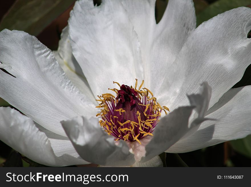 Flower, White, Flora, Plant