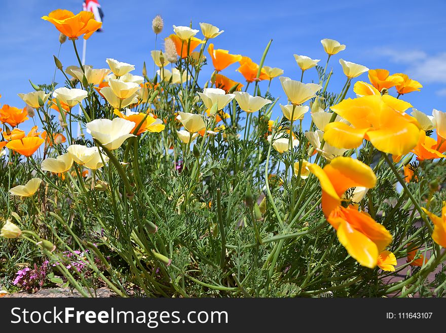 Flower, Plant, Wildflower, Eschscholzia Californica