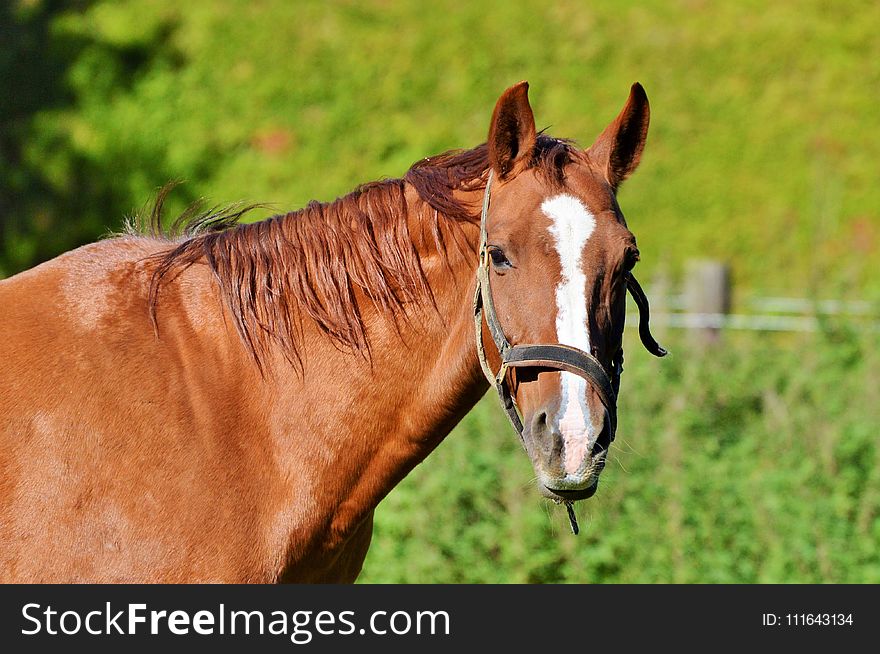 Horse, Bridle, Rein, Halter