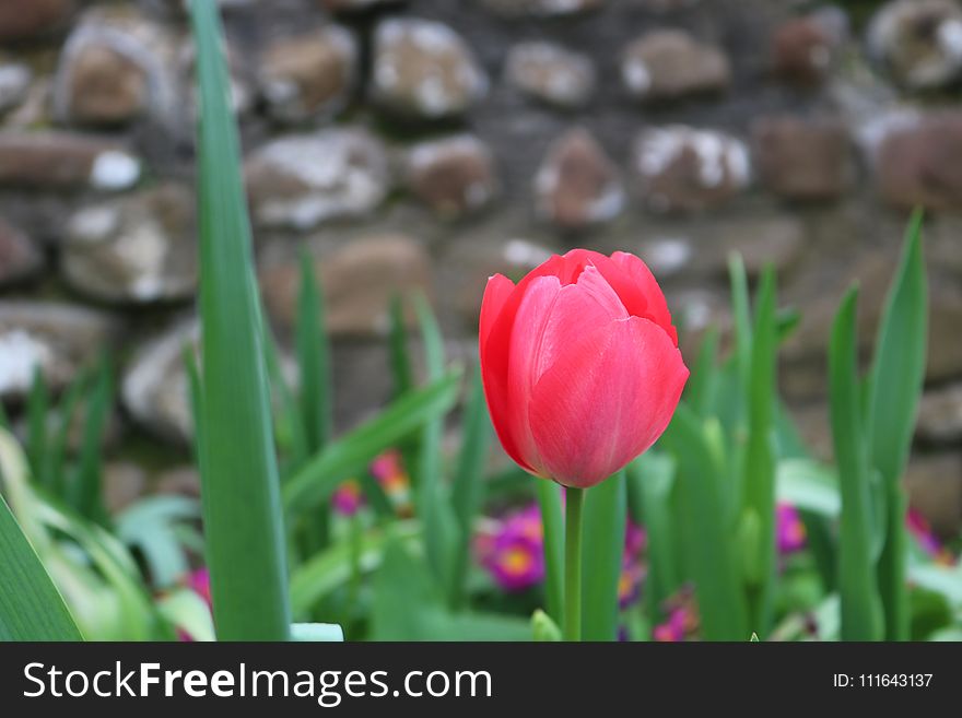 Flower, Plant, Tulip, Flowering Plant