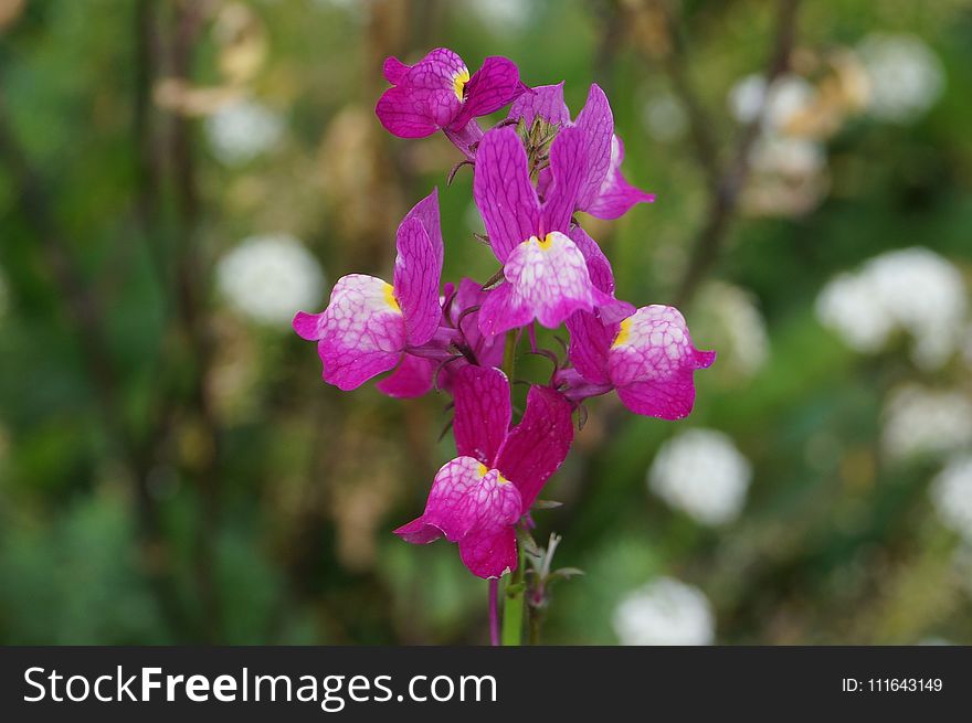 Flower, Flora, Plant, Pink