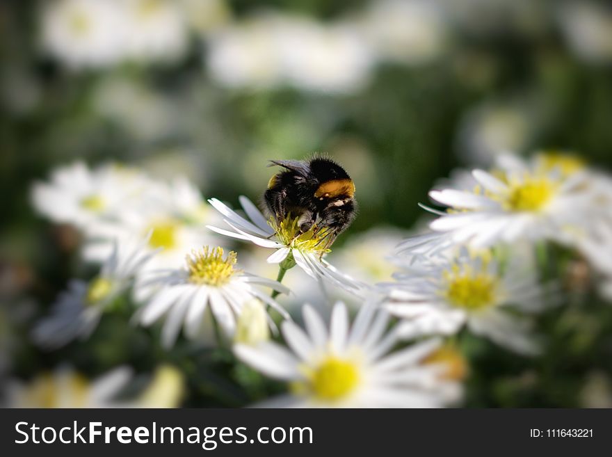Bee, Flower, Bumblebee, Honey Bee