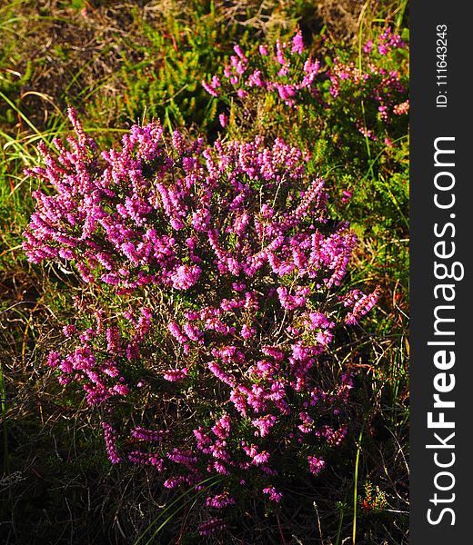 Plant, Flower, Flora, Purple