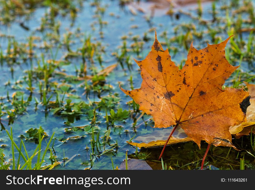 Leaf, Vegetation, Autumn, Water