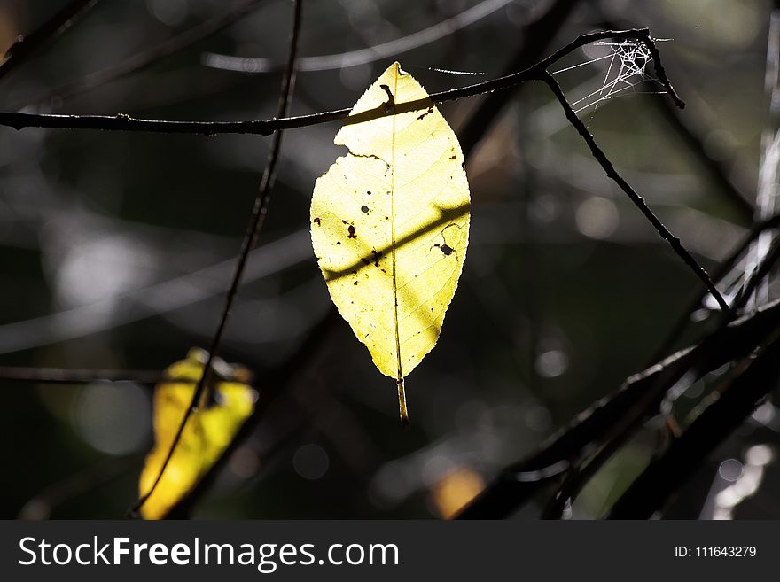 Leaf, Yellow, Spider Web, Plant